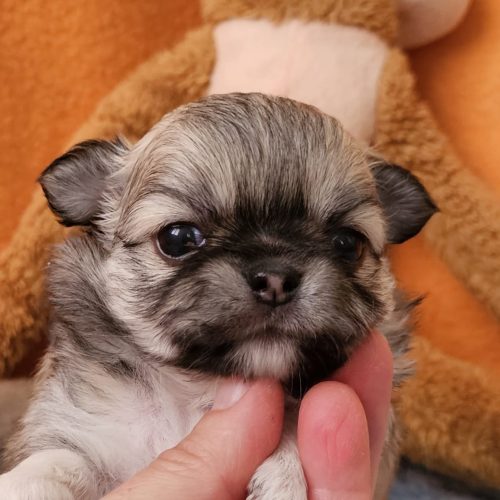 CACHORRA HEMBRA DE CHIHUAHUA PELO LARGO