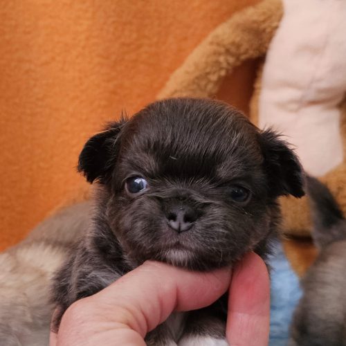 CACHORRA PELO LARGO