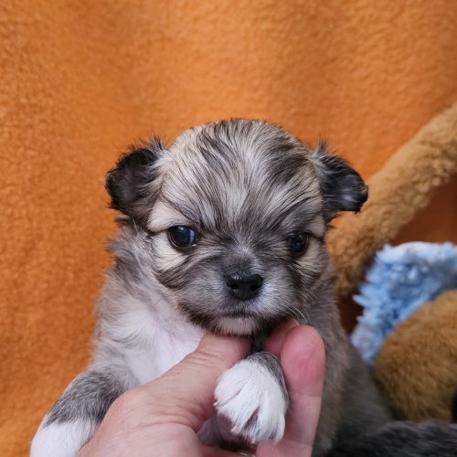 CACHORRO MACHO DE CHIHUAHUA PELO LARGO